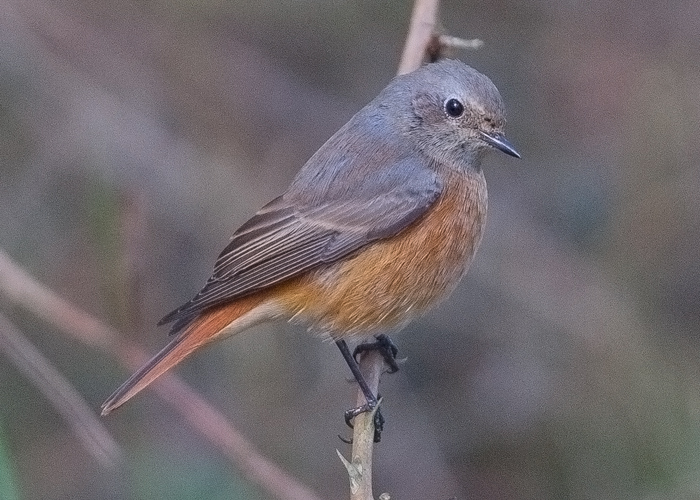 Redstart