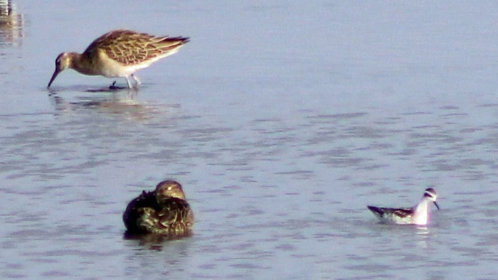 Red-necked Phalarope
