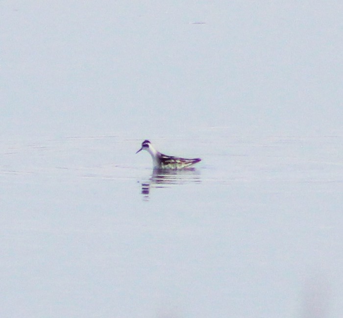 Red-necked Phalarope