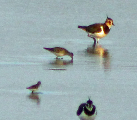 Pectoral Sandpiper