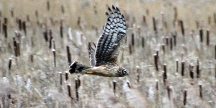 Hen Harrier