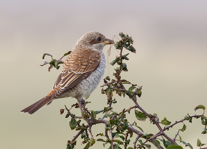 Red-backed Shrike