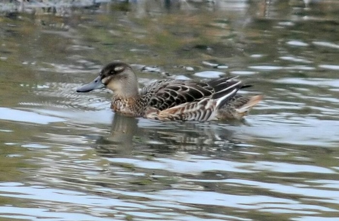 Garganey