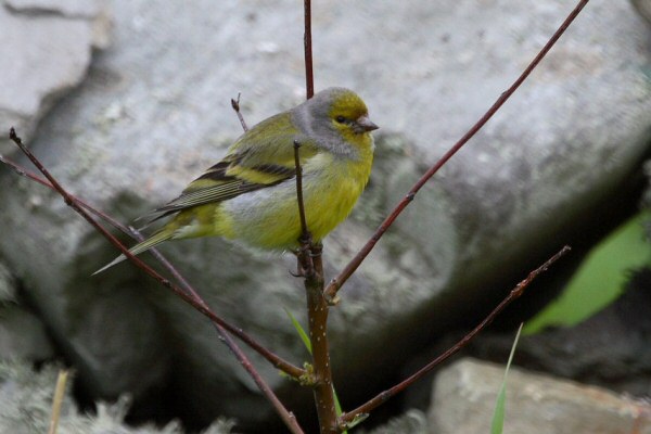 Citril Finch