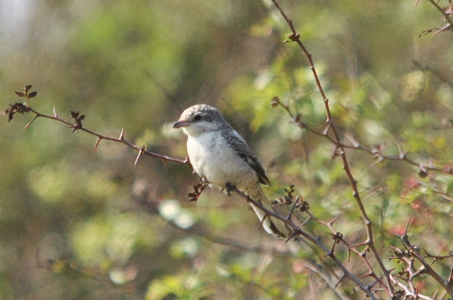 Masked Shrike