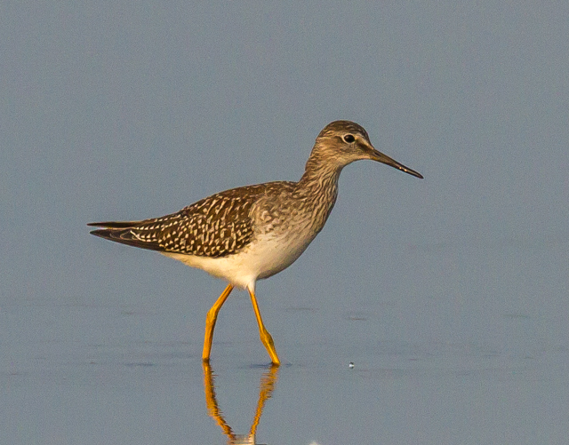 Lesser Yellowlegs