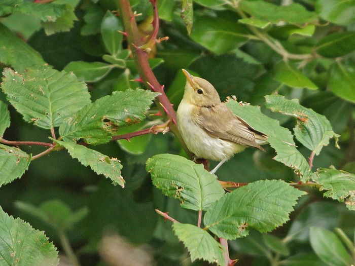 Melodious Warbler
