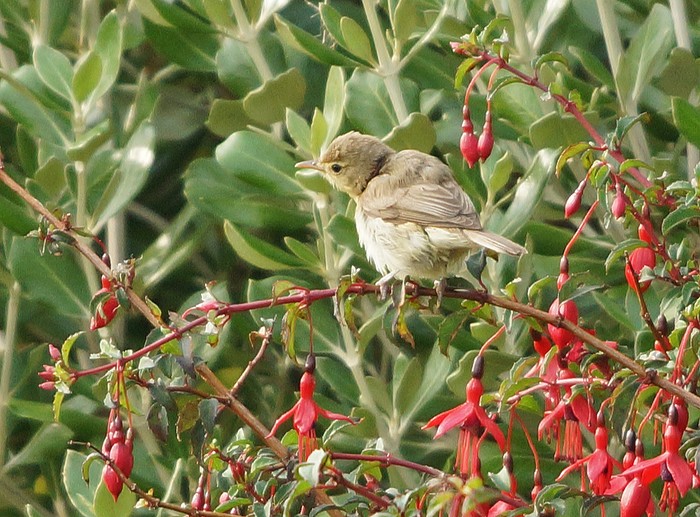 Melodious Warbler