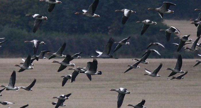 Common Crane