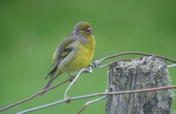 Citril Finch