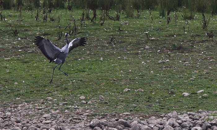 Common Crane