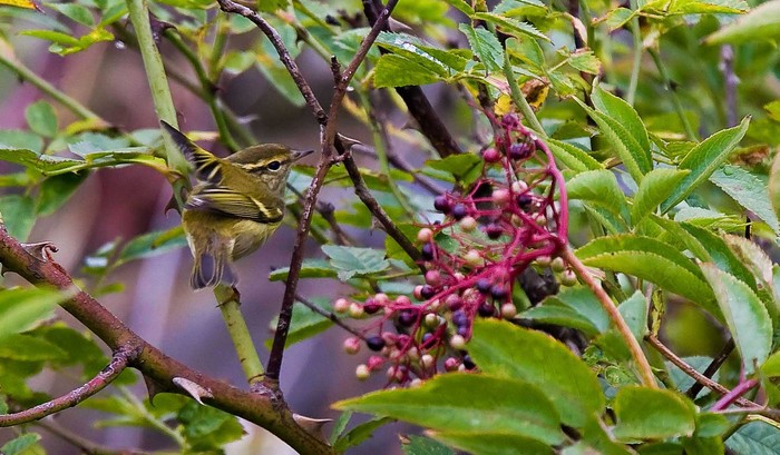 Yellow-browed Warbler