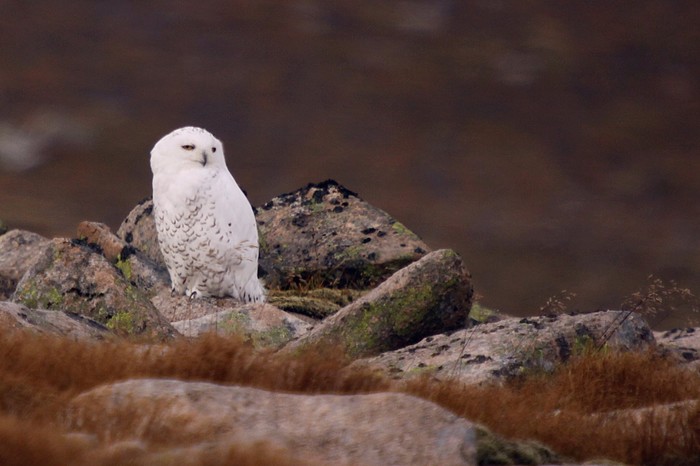 Snowy Owl