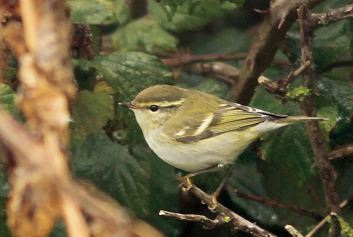 Yellow-browed Warbler
