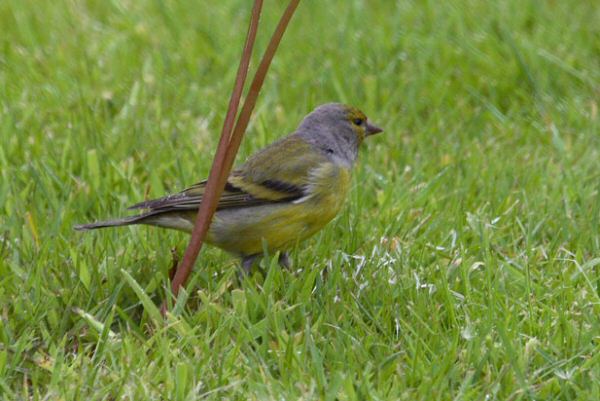 Citril Finch