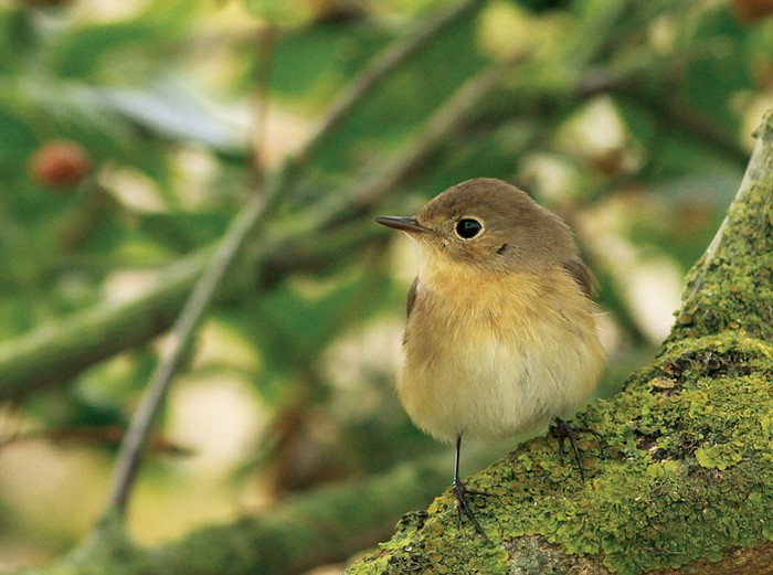 Red-breasted Flycatcher