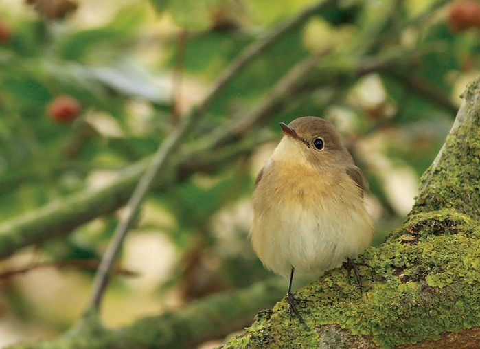 Red-breasted Flycatcher