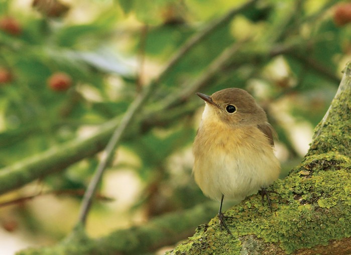 Red-breasted Flycatcher