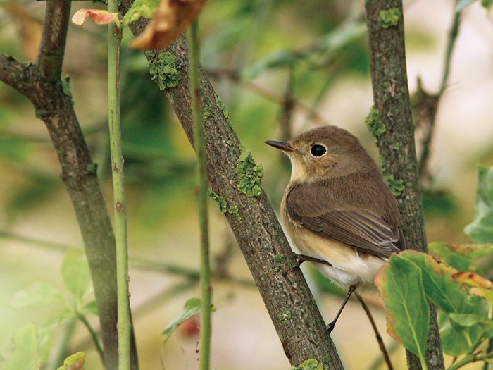 Red-breasted Flycatcher