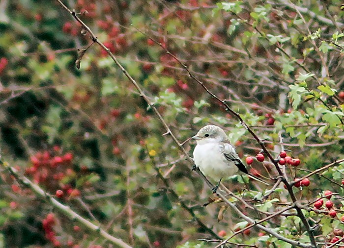 Masked Shrike