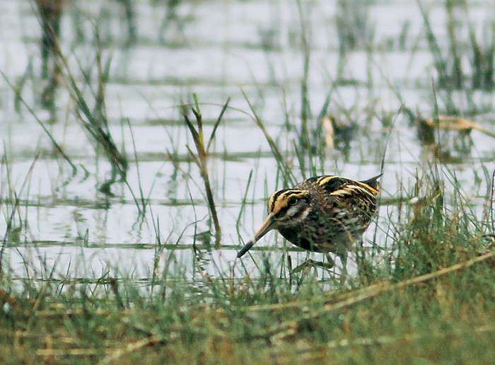 Jack Snipe