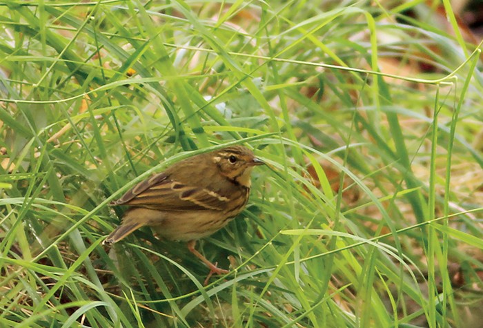 Olive-backed Pipit