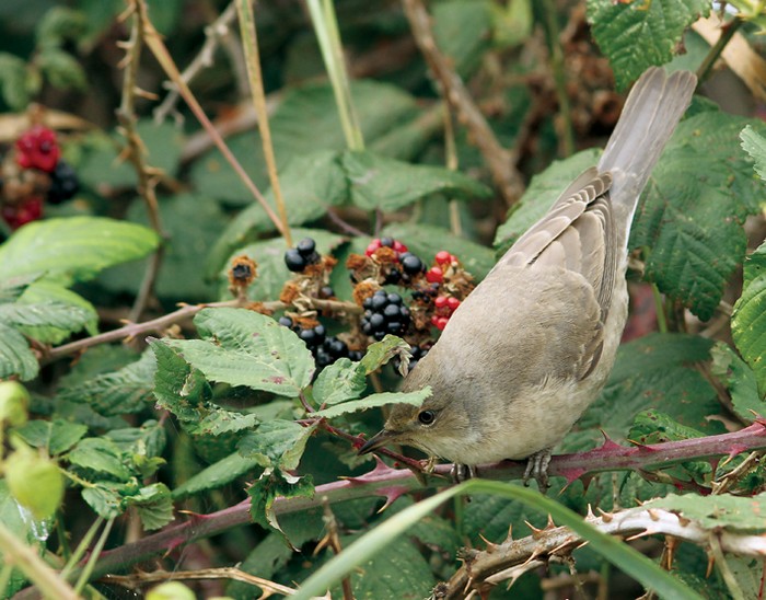 Barred Warbler