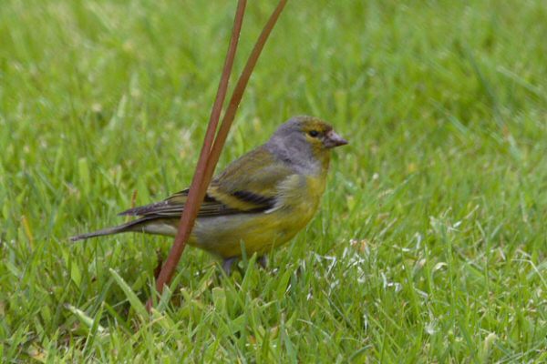 Citril Finch