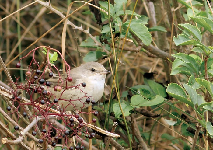 Barred Warbler