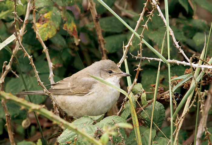 Barred Warbler