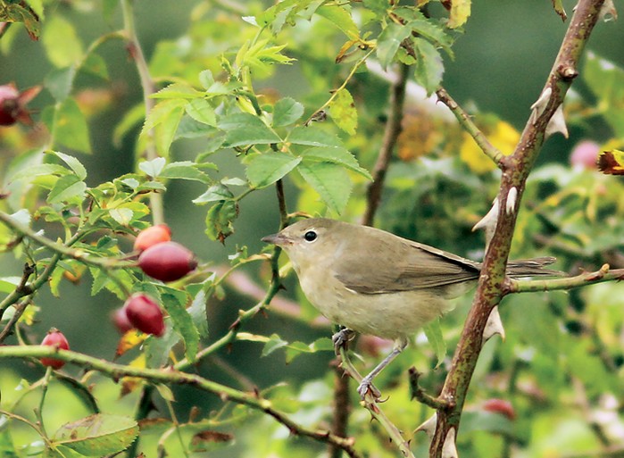 Garden Warbler