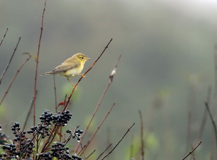 Willow Warbler