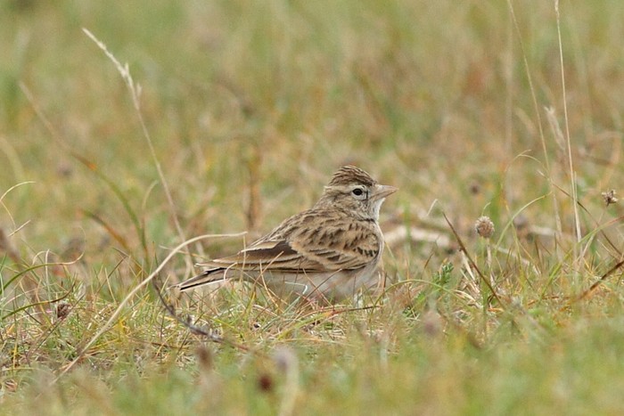 Short-toed Lark