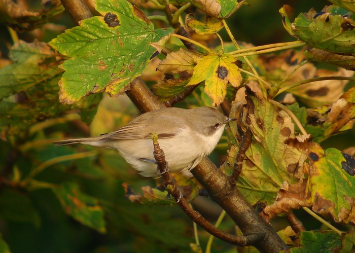 Lesser Whitethroat