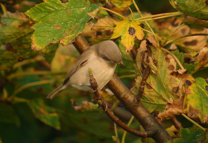 Lesser Whitethroat