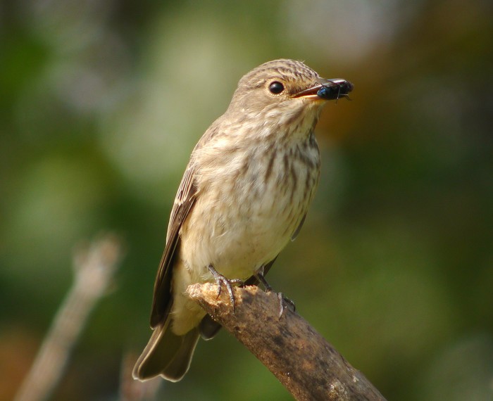 Spotted Flycatcher