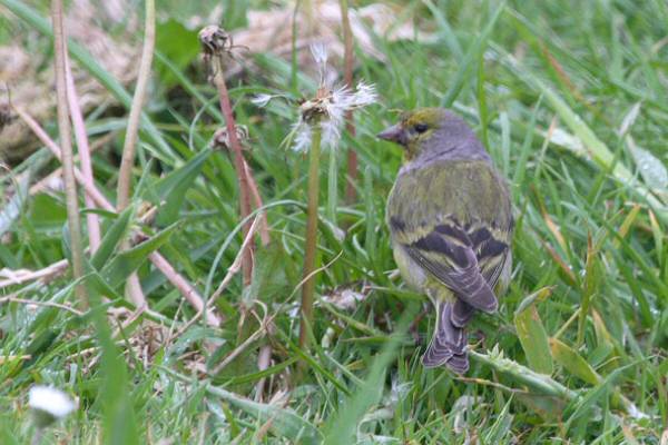 Citril Finch