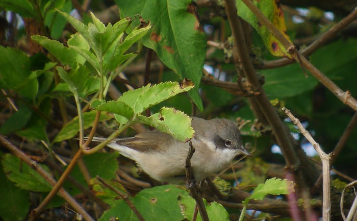 Lesser Whitethroat