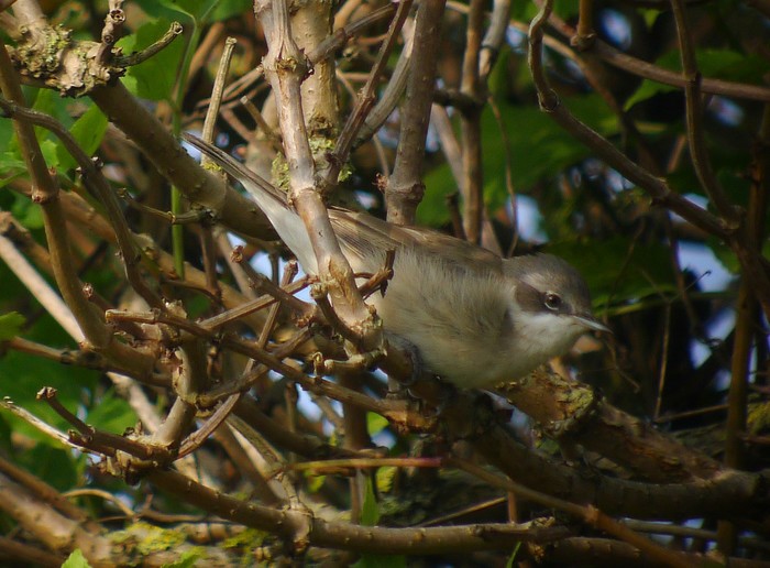 Lesser Whitethroat