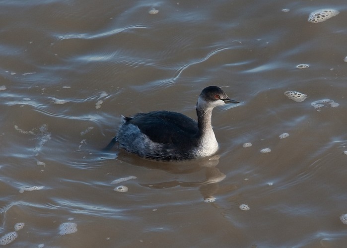 Black-necked Grebe