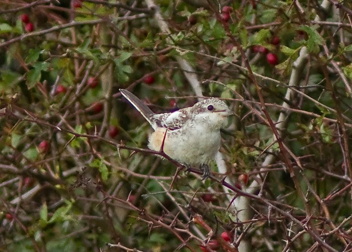 Masked Shrike
