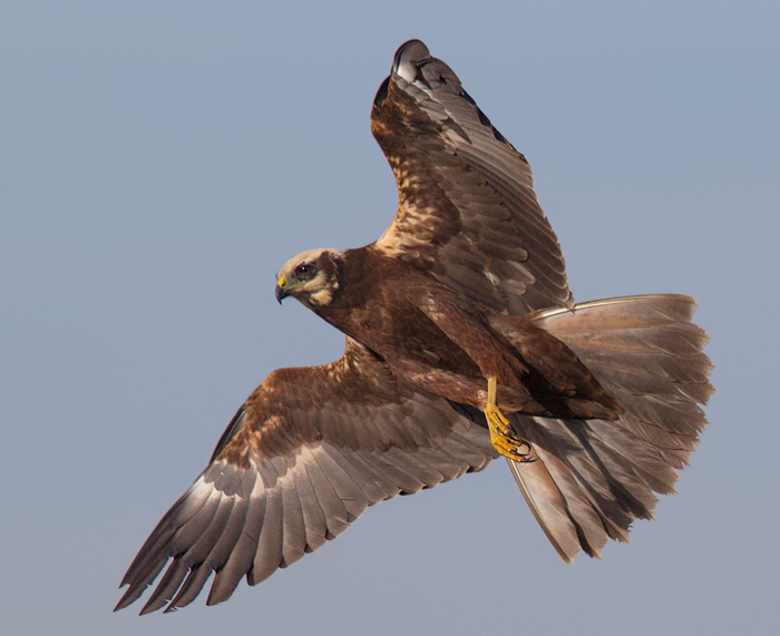 Marsh Harrier