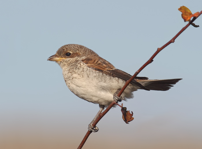 Red-backed Shrike