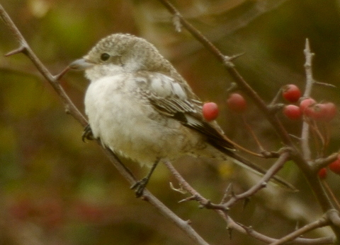 Masked Shrike