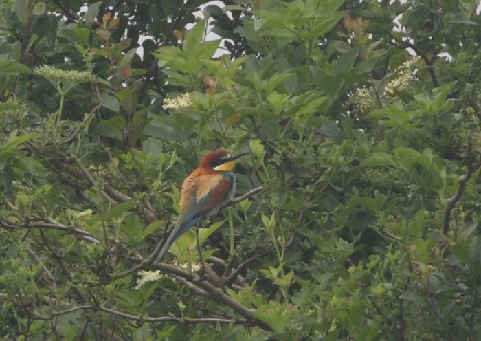 Bee-eater