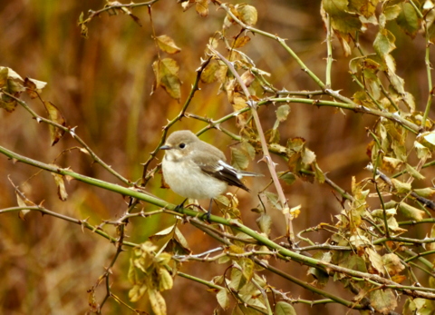 Pied Flycatcher