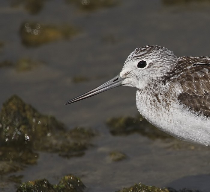 Greenshank