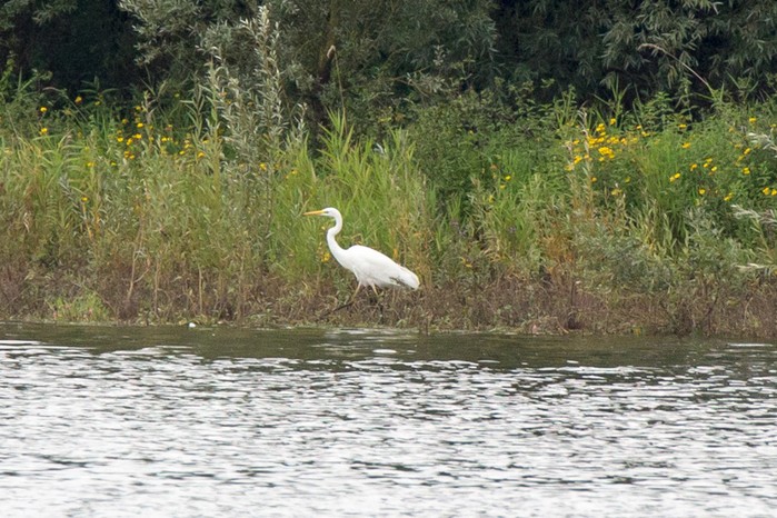 Great White Egret
