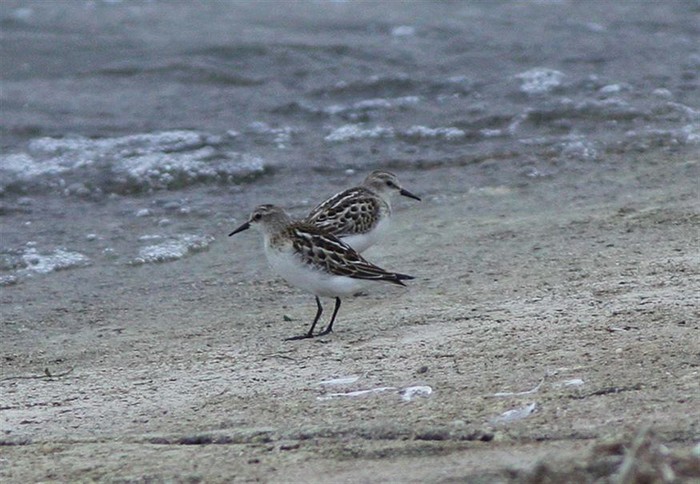 Little Stint