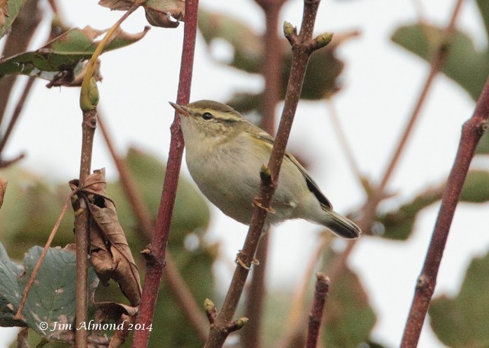 Yellow-browed Warbler